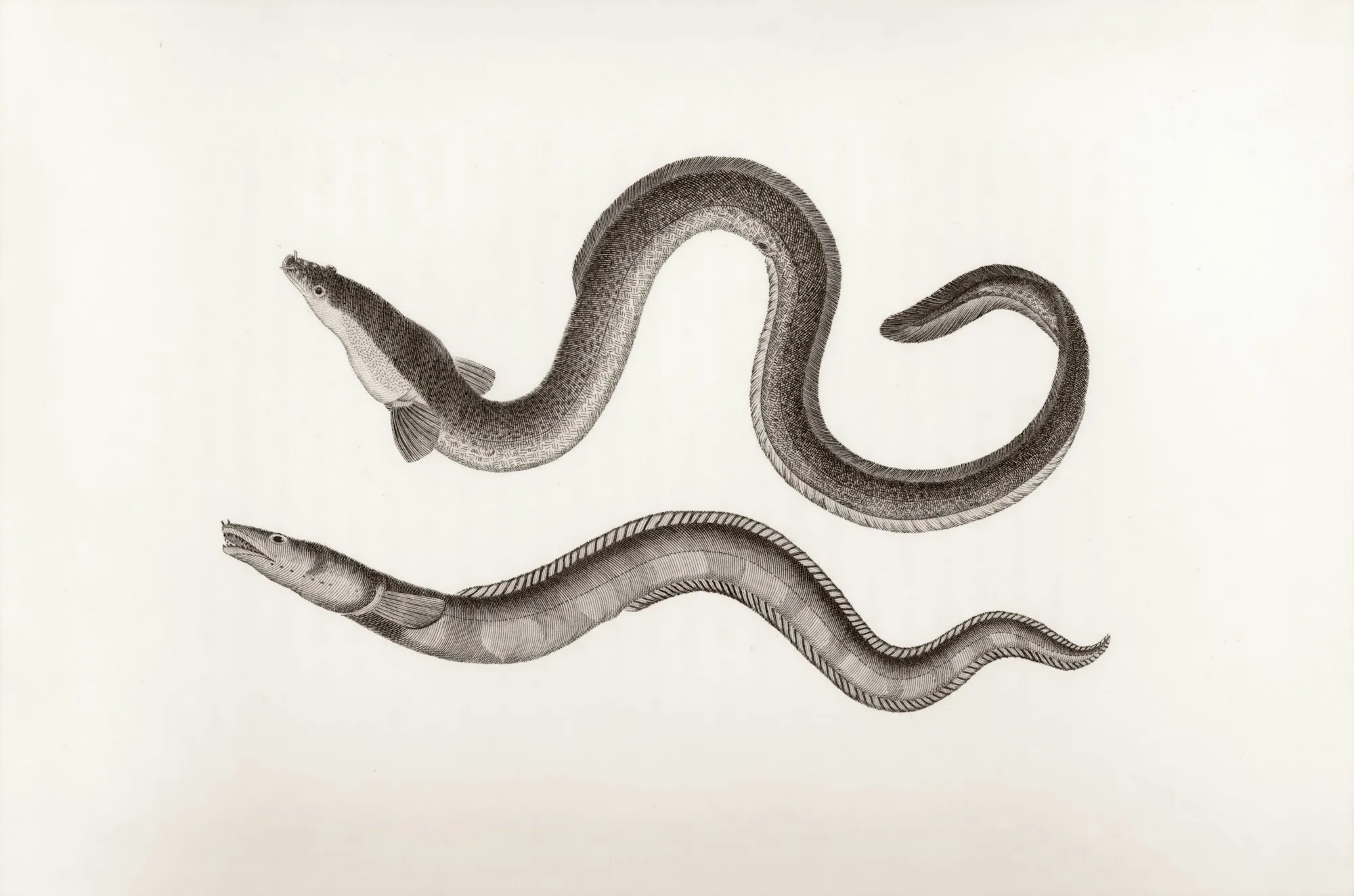 Historische Illustration zweier Aale mit langgestreckten, schlangenartigen Körpern