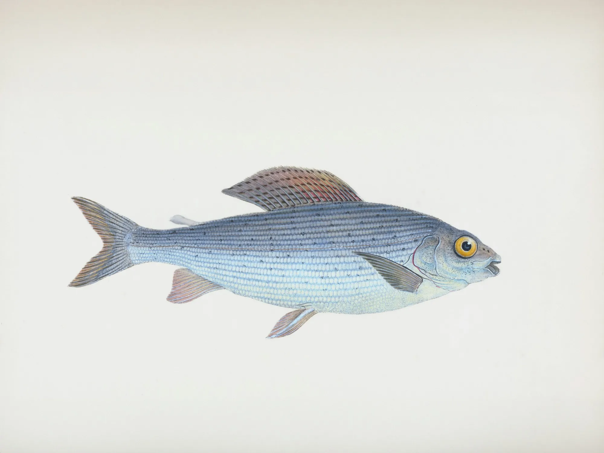 Historische Illustration einer Äsche mit großer, segelartiger Rückenflosse und silbrig-blauem Körper