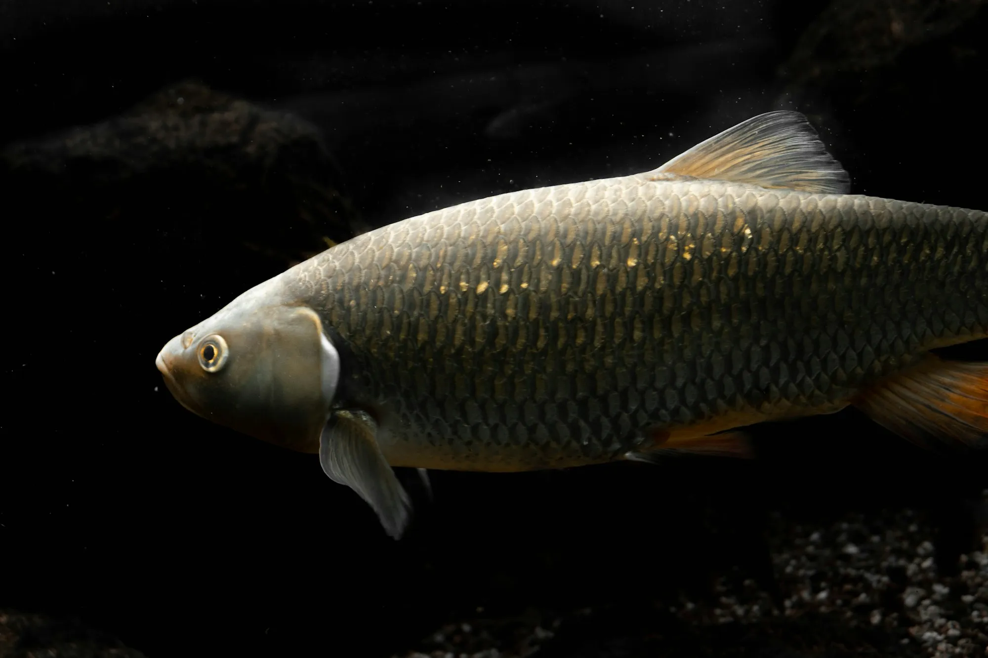 Ein gedrungener Fisch mit breitem Kopf und großen Schuppen steht über dem Grund eines klaren Gewässers.