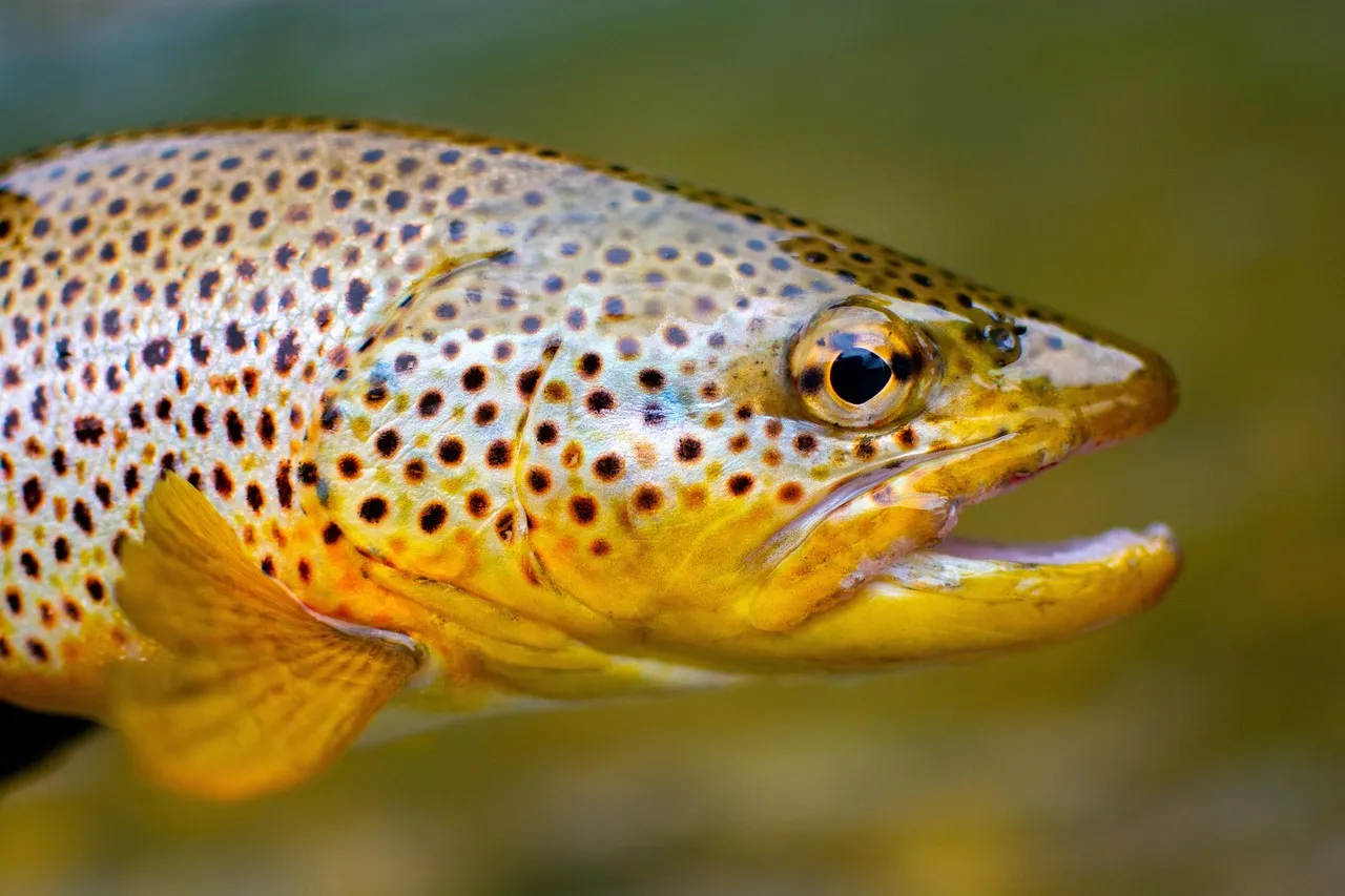 Nahaufnahme eines goldbraun gefärbten Fisches mit dunklen und roten Tupfen auf den Flanken.