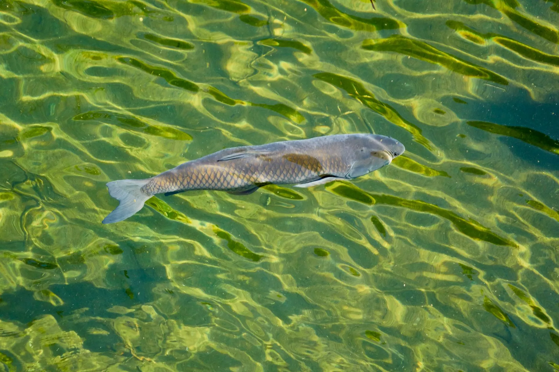 Ein langgestreckter, walzenförmiger Fisch mit großen Schuppen schwimmt dicht unter der Wasseroberfläche.