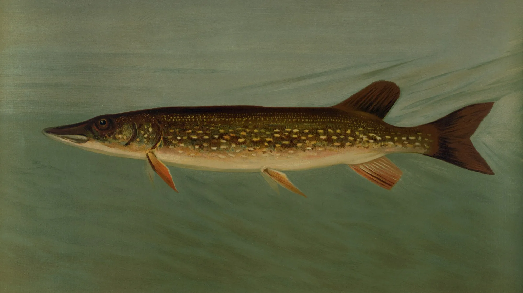 Historische Illustration eines Hechts: langgestreckter Raubfisch mit entenschnabelartigem Maul und hell geflecktem Körper