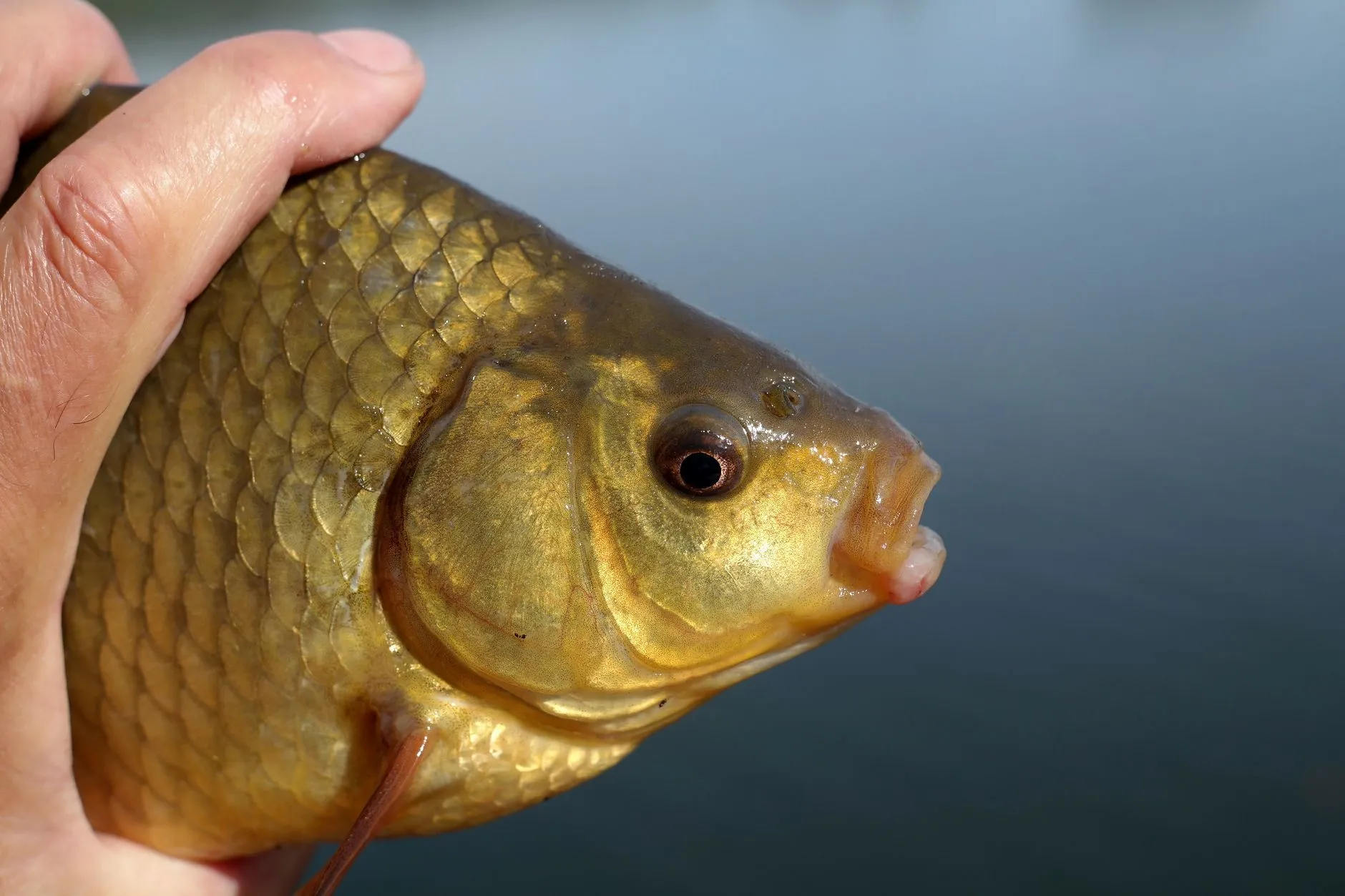 Nahaufnahme des goldfarbenen Kopfes eines hochrückigen Karpfenartigen in der Hand eines Anglers.