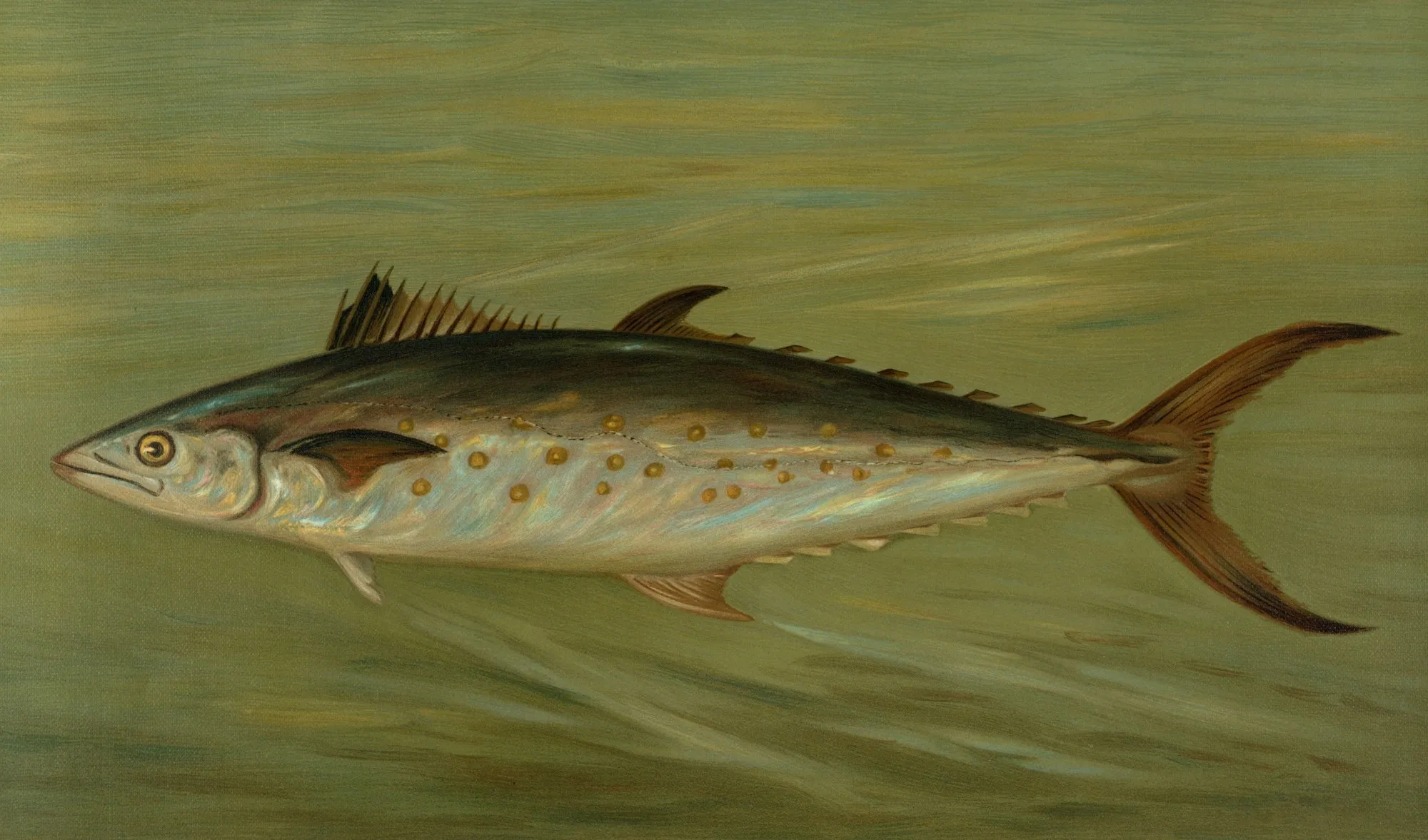 Historische Illustration einer Makrele mit spindelförmigem Körper, kleinen Flösselchen vor der Schwanzflosse und gelben Tupfen