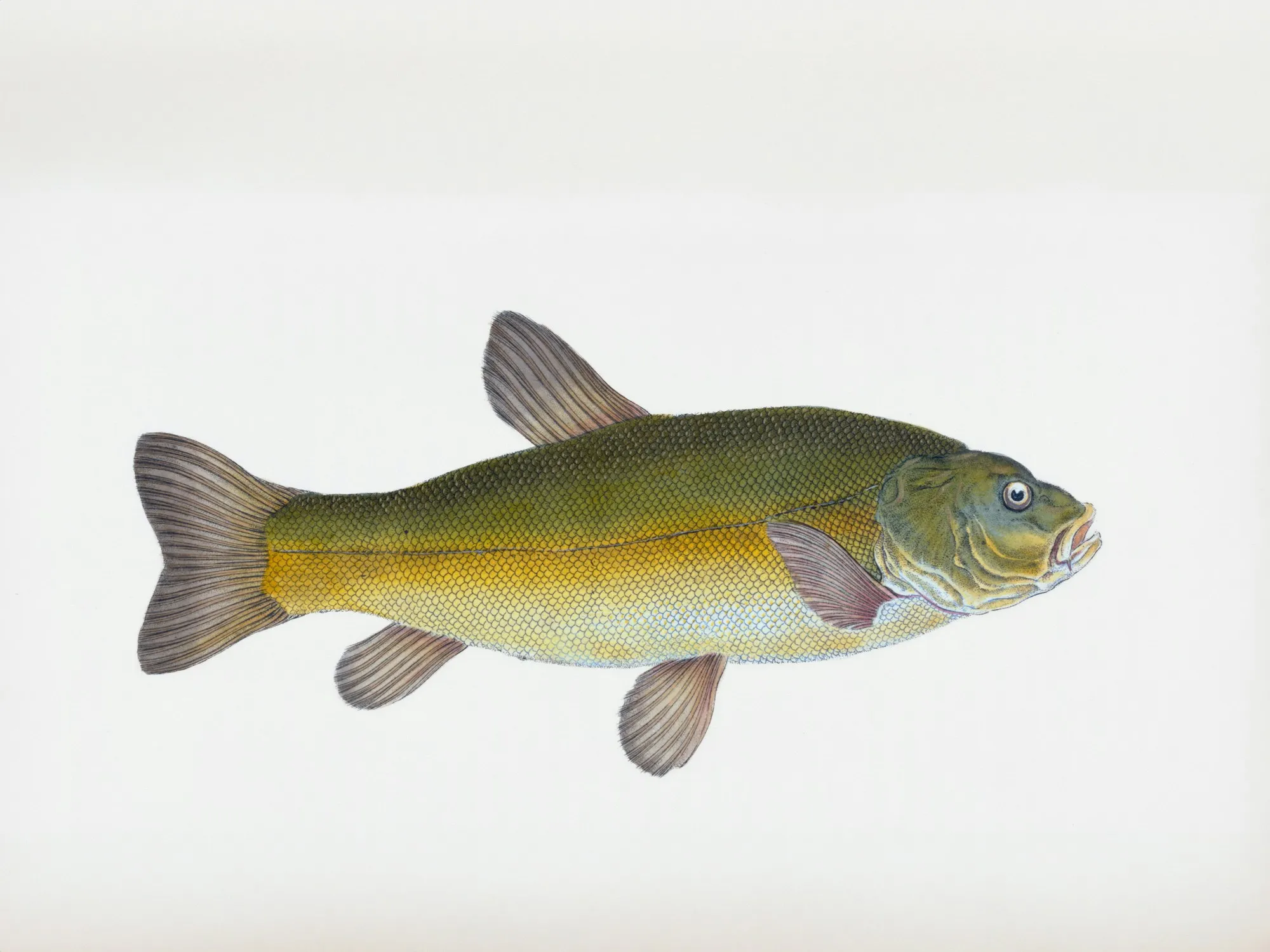 Historische Illustration einer Schleie mit gedrungenem olivgrünem Körper, goldenem Bauch und abgerundeten Flossen