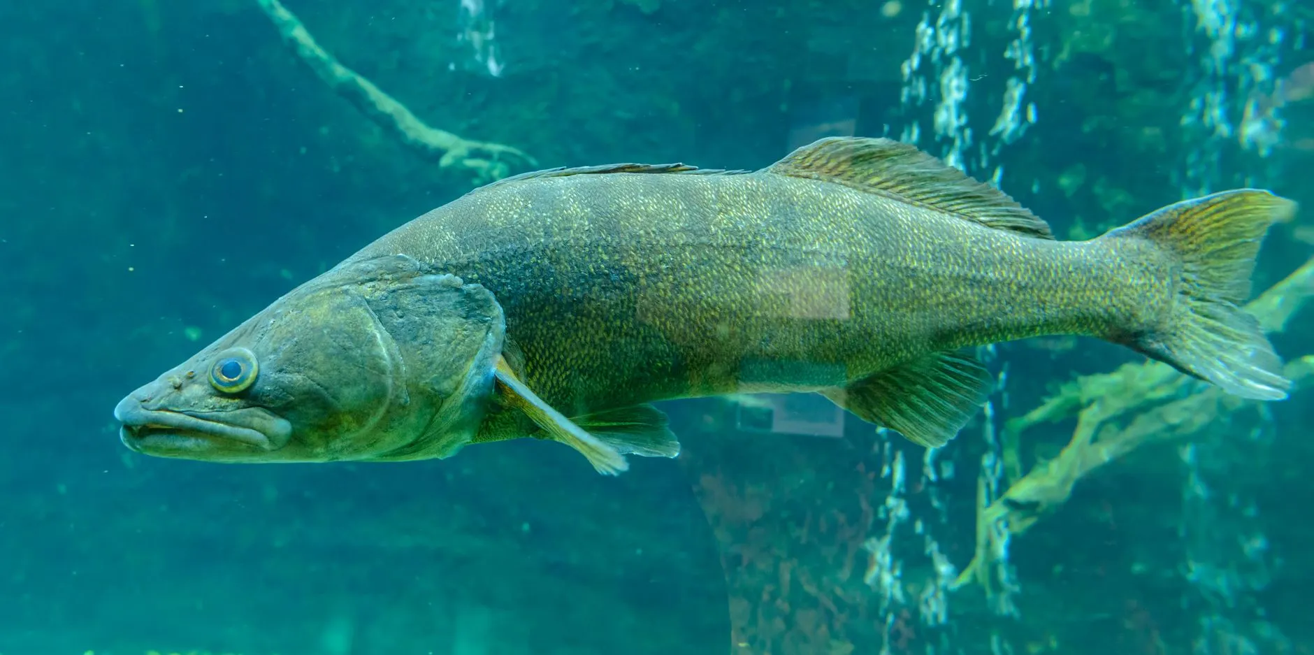 Ein schlanker, spindelförmiger Raubfisch mit stacheliger Rückenflosse und dunklen Querbinden schwebt im klaren Wasser.