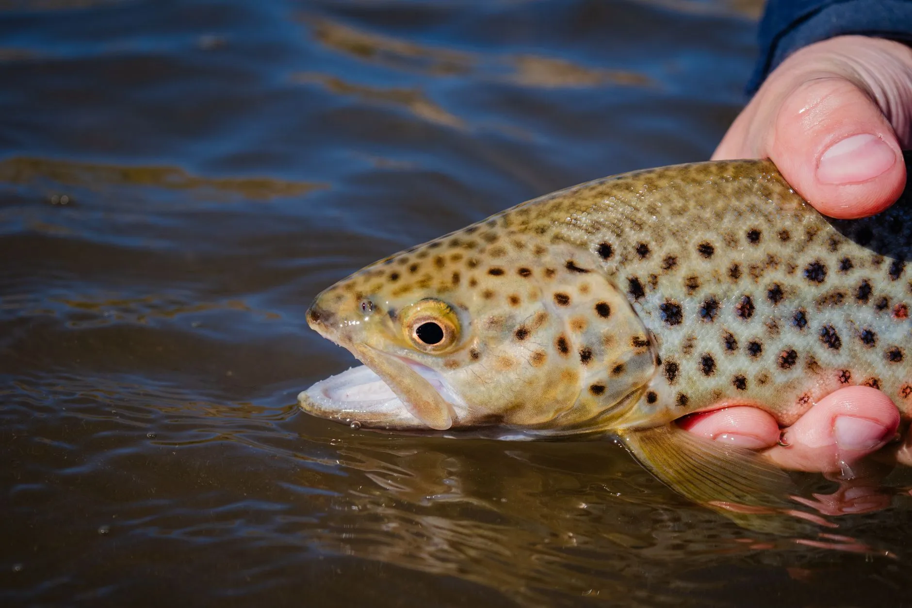 Gefleckter Fisch wird mit nasser Hand knapp über der Wasseroberfläche eines Flusses gehalten